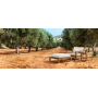 Крісло Apple Bee Olive 90 x 87 White Wash/Natural Oak